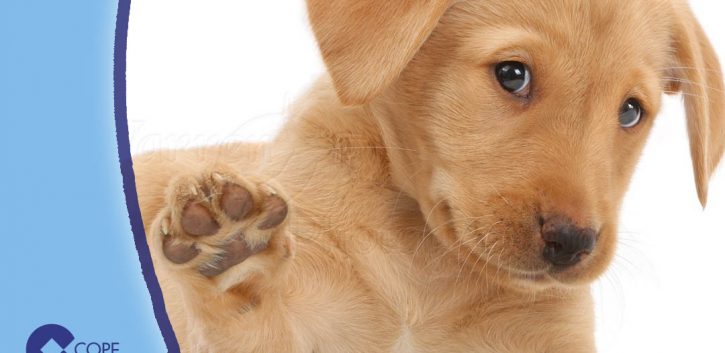 10 accesorios esenciales para tu nuevo perro o cachorro - Mascotips en  Mascotas Ya